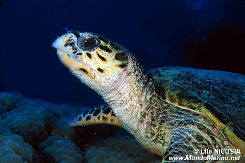 Tartaruga (Eretmochelys imbricata)