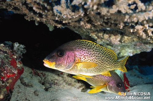 Gaterino tropicale (Plectorhinchus gaterinus)