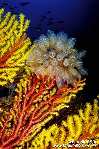 Ascidia  cristallo (Clavelina lepadiformis)