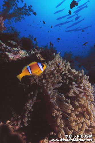 Pesce pagliaccio (Amphiprion bicinctus)