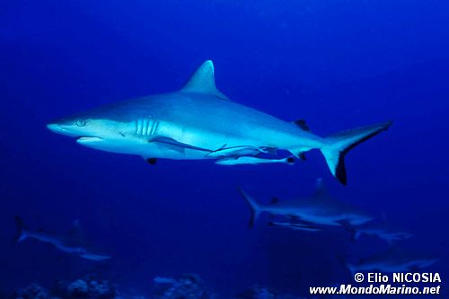 Squalo (Carcharhinus wheeleri)