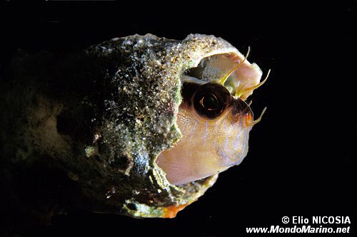 Bavosa bianca (Parablennius rouxi)