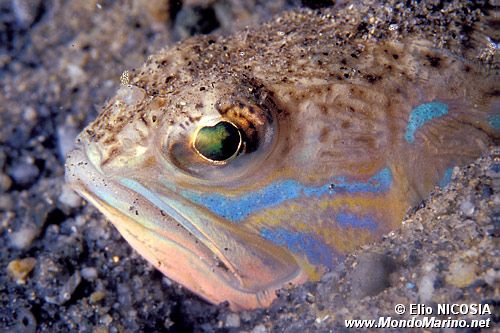 Tracina (Trachinus draco)