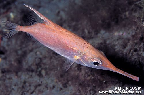 Pesce trombetta (Macrorhamphosus scolopax)