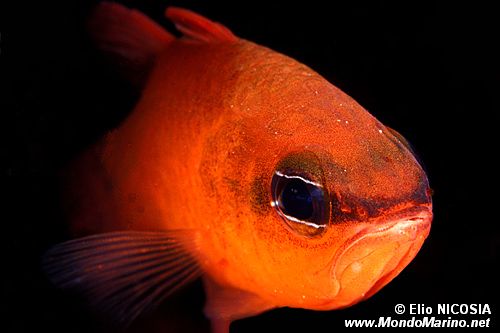 Re di triglie (Apogon imberbis)