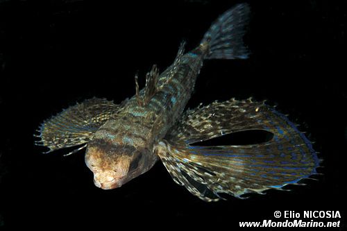 Pesce civetta (Dactylopterus volitans)