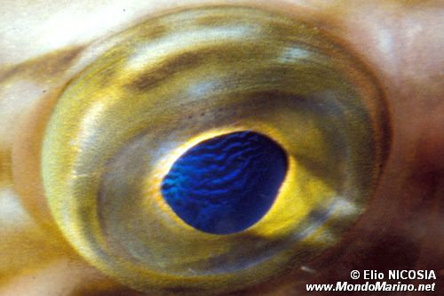 Pesce san pietro (Zeus faber)