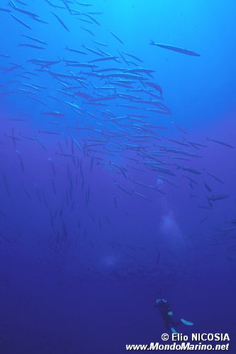 Barracuda (Sphyraena sphyraena)