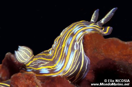 Doride di villafranca (Hypselodoris villafranca)