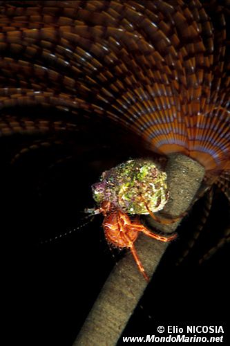 Paguro (Pagurus anachoretus)