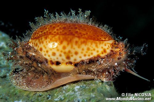 Ciprea  mediterranea (Erosaria spurca)