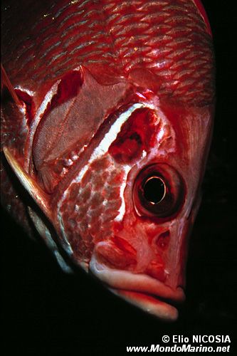 Pesce scoiattolo spinoso (Sargocentron spiniferum)