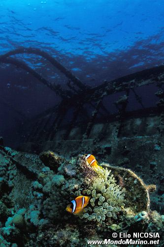 Pesce pagliaccio (Amphiprion bicinctus)
