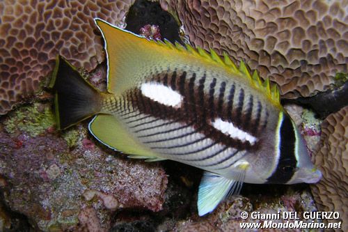 Pesce farfalla (Chaetodon trifascialis)