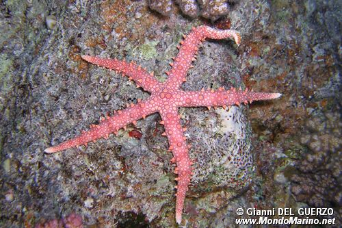 Stella marina egiziana (Gomophia egyptiaca)