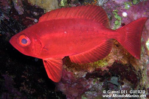 Pesce occhio grosso (Priacanthus hamrur)