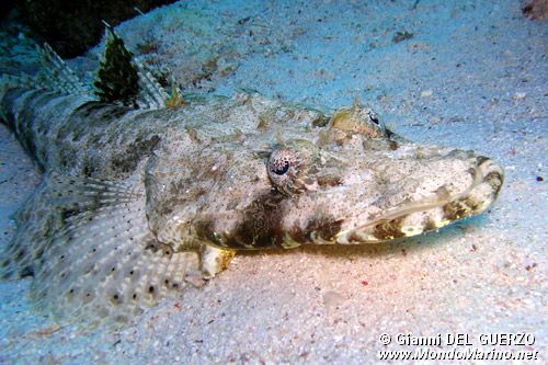 Pesce coccodrillo (Papilloculiceps longiceps)