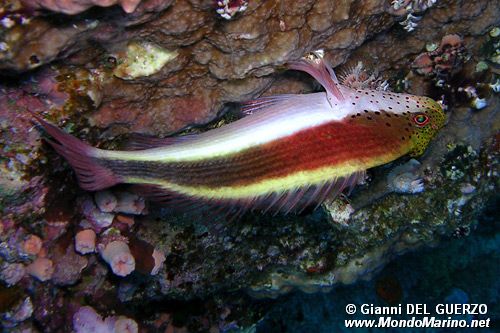 Pesce falco (Paracirrhites forsteri)