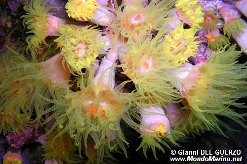 Corallo sole (Tubastrea aurea)