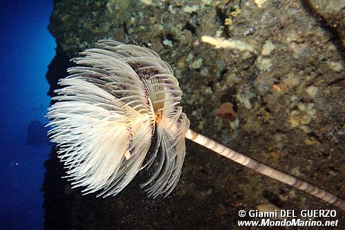 Spirografo (Sabella spallanzanii)