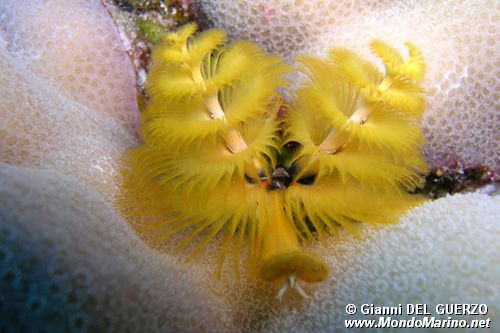 Anellide albero di natale (Spirobranchus giganteus)