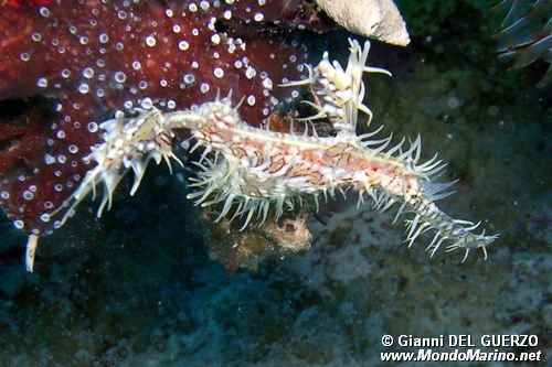 Pesce ago fantasma (Solenostomus n.d.)