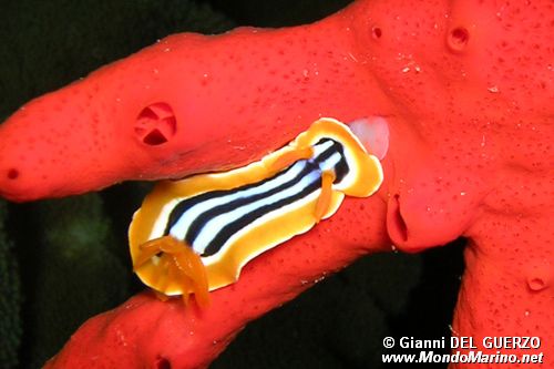 Nudibranchio pigiama (Chromodoris quadricolor)