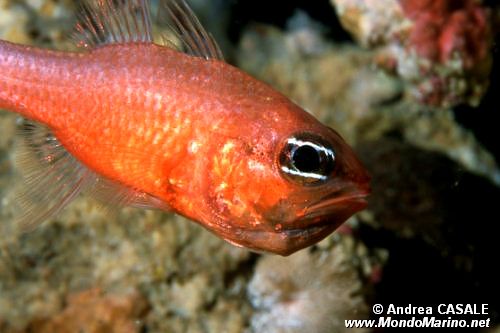 Re di triglie (Apogon imberbis)