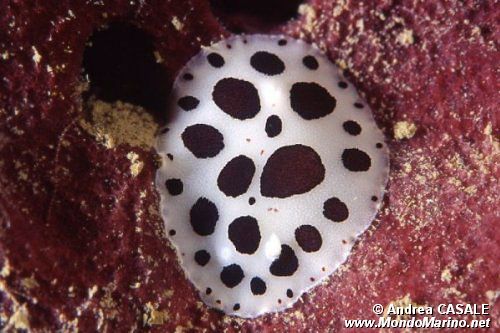 Vacchetta di mare (Discodoris atromaculata)
