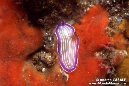 Planaria rosa (Prostheceraeus roseus)