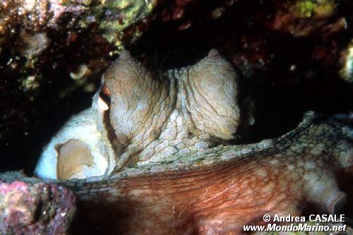 Polpo comune (Octopus vulgaris)