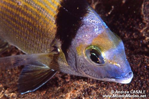 Sarago fasciato (Diplodus vulgaris)