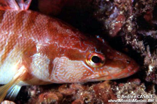 Sciarrano (Serranus scriba)