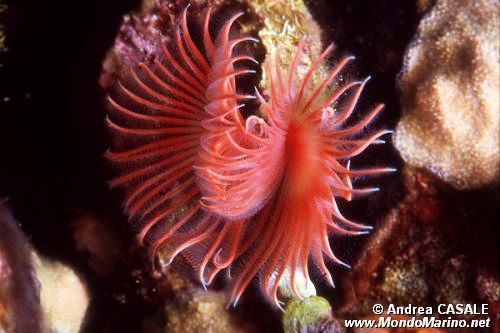 Serpula (Serpula vermicularis)