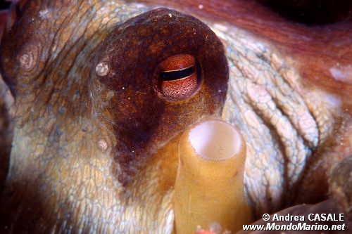 Polpo comune (Octopus vulgaris)