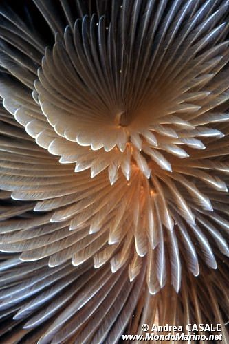 Spirografo (Sabella spallanzanii)