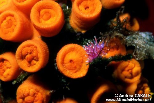 Madrepora arancione (Astroides calycularis)