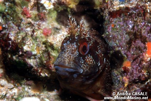Bavosa ruggine (Parablennius gattorugine)