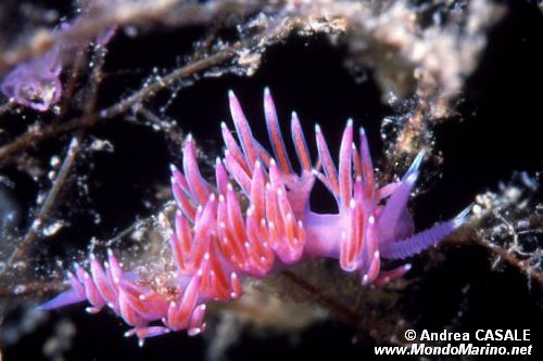 Flabellina rosa (Flabellina affinis)