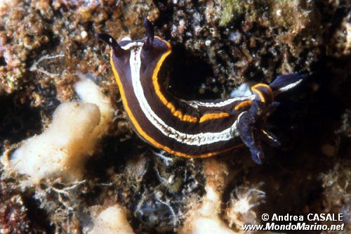 Doride di Fontandrau (Hypselodoris fontandraui)