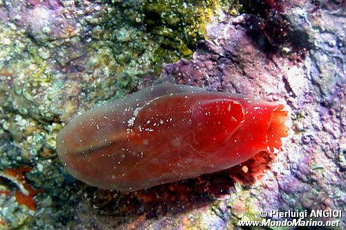 Patata di mare (Halocynthia papillosa)