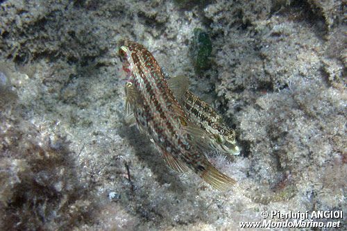 Tordo verde (Symphodus roissali)