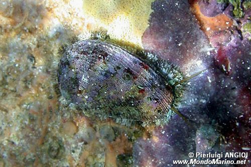 Orecchia di mare (Haliotis tuberculata lamellosa)
