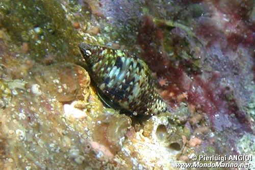Pisania (Pisania striata)