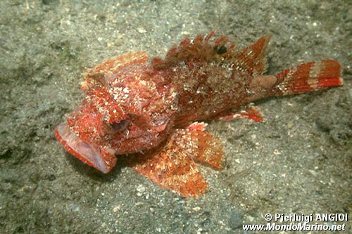 Scorfanotto (Scorpaena notata)