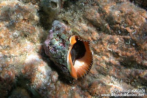 Boccone di mare (Stramonita haemastoma)