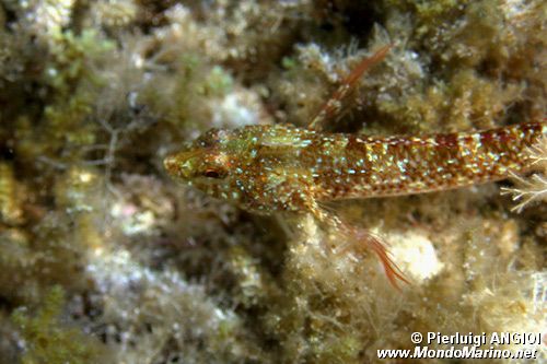 Peperoncino (Tripterygion tripteronotus)