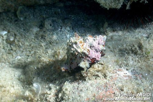 Murice troncato (Hexaplex trunculus)