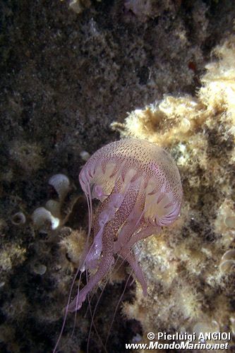 Medusa luminosa (Pelagia noctiluca)