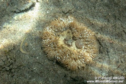 Attinia calice (Cereus pedunculatus)